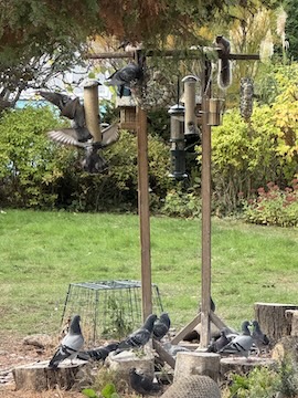 bird feeders